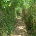 a tunnel of bamboo