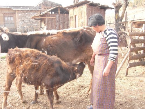 Breast-feeding