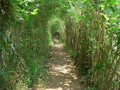 a tunnel of bamboo