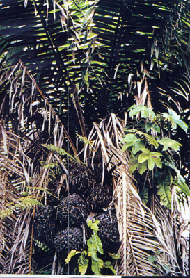 tagua.jpg