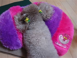 dsc02133_r.jpg